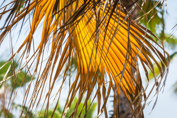 Huge yellow branch hangs from palm tree.