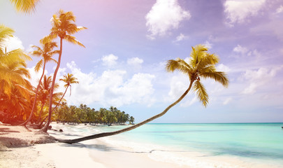 A palm tree with a long trunk in the foreground hangs over the sandy shore. Caribbean coast. Around silence, rest and Paradise. Bright, sea background with palm trees.