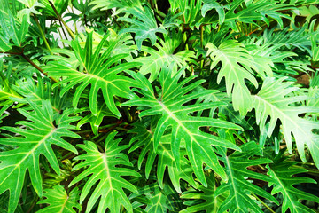 green fern plant texture