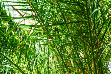 Obraz na płótnie Canvas green fern plant texture