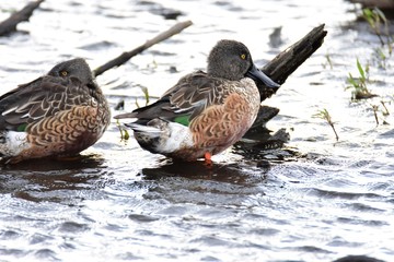 A closeup of Northern shoveler  in the lake. Burnaby lake BC Canada
