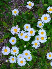Field of daisy flowers in sunny day. Summer flower close up.