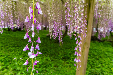 藤の花