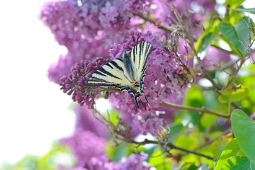 Lilac flowers with a butterfly. Blossoming Syringa vulgaris in the garden. 