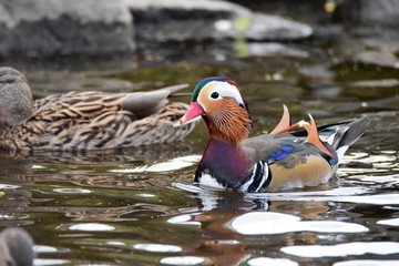 A Male Mandarin duck   swimming  on the lake.   Burnaby lake BC Canada     
