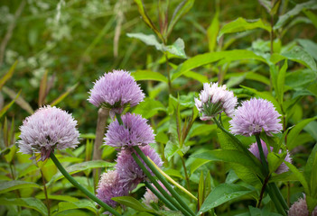 Field of Chives Allium Schoenoprasum