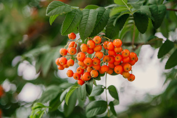 Bunch of rowan weighs on  branch