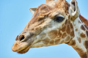 Head of beautiful spotted giraffe in zoo against blue sky.
