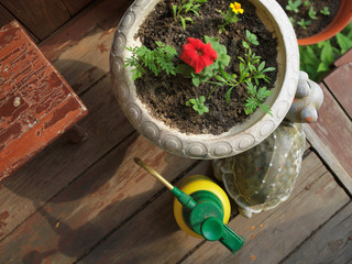 Water dispenser and a pot with plant