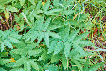 Green nettle bushes grow in garden.