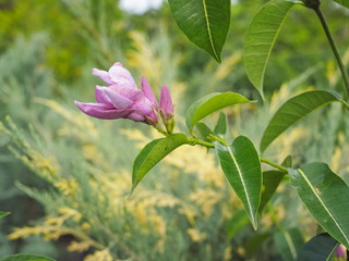 Beautiful Pink flower of Indian Rubber or Rubber Vine or Purple Allamanda (Cryptostegia grandiflora R.Br.) blossom on branch with green nature blurred background.
