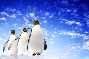 Plakat Banner with three emperor penguins on blue sky background