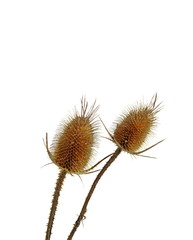Dry thistle isolated on white