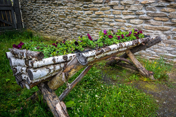 Unusual beautiful flower bed