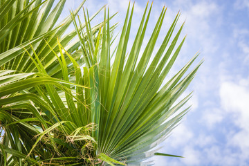 Green coconut palm trees on blue sky background.