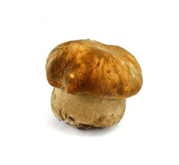 Boletus edulis mushroom isolated on white background close up.