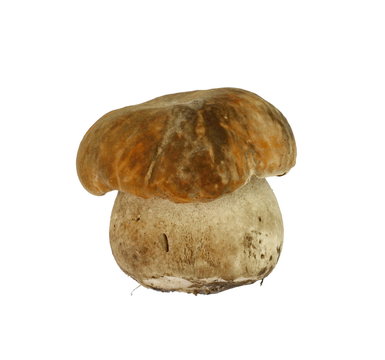 Boletus edulis mushroom isolated on white background close up.
