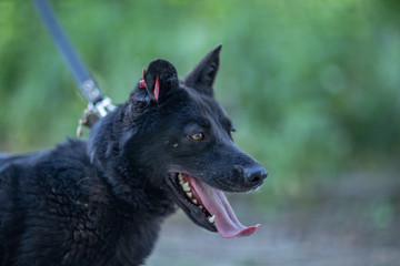 Black dog with a mark in his ear on a leash on a background of trees