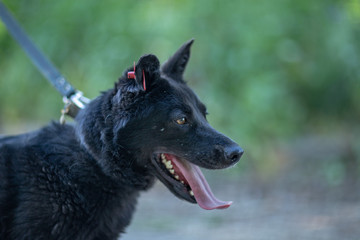 Black dog with a mark in his ear on a leash on a background of trees