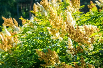 Colors of summer - a beautiful Sunny flowers