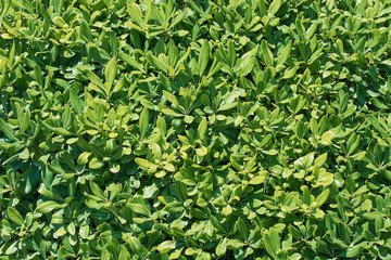 Growing green grass.