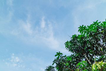 Green foliage background cloudy sky