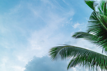 Green foliage background cloudy sky
