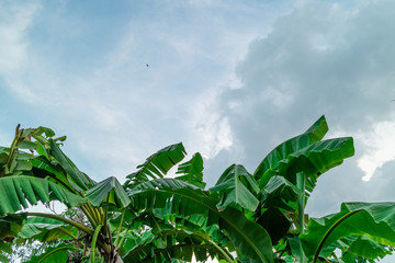 Green foliage background cloudy sky