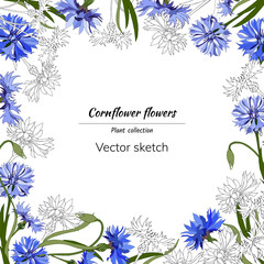 Fototapeta na wymiar Floral frame for text with white and blue cornflowers. For decoration, paper, cards, greetings. Vector illustration