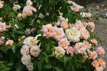 apricot pink rose flowers in the park