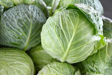 Fototapeta premium Cabbage background. Fresh cabbage from farm field. Close up macro view of green cabbages. Vegetarian food concept. Brassica oleracea 