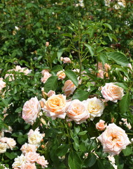 Obraz na płótnie Canvas blossoming rose in the garden