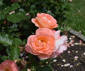 pink roses in the garden