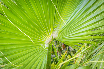 Green trunk with large branch of coconut palm.
