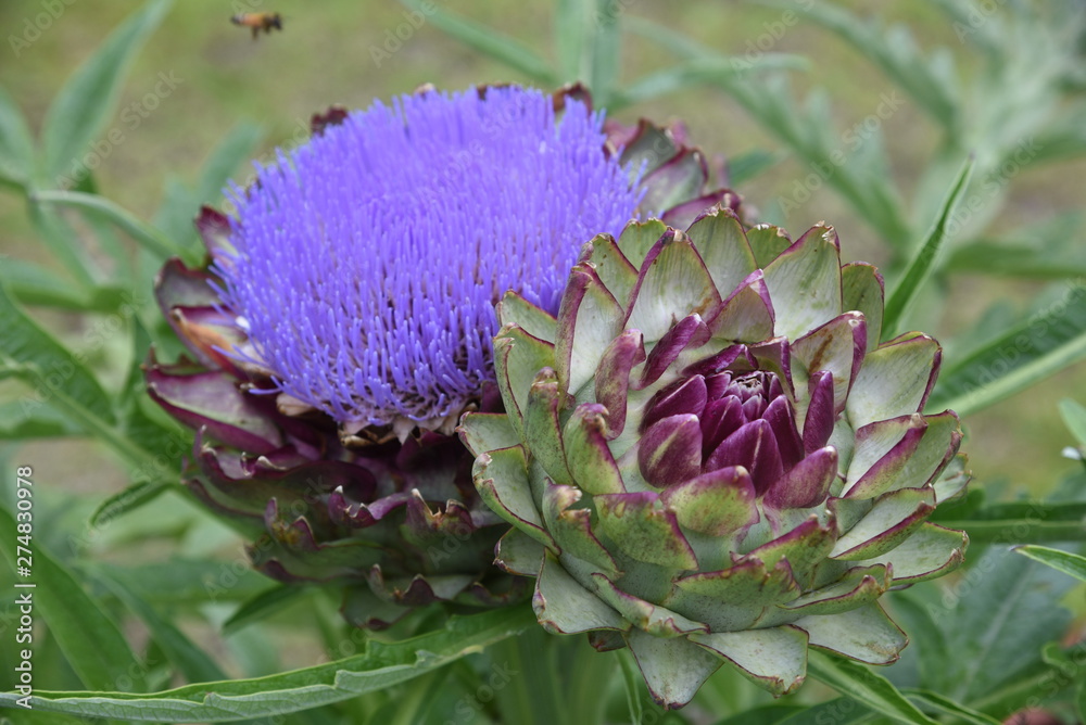 Canvas Prints Edible artichoke containing a lot of dietary fiber also has medicinal effects such as liver enhancement and hangover control.