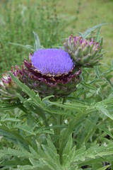 Naklejka na ściany i meble Edible artichoke containing a lot of dietary fiber also has medicinal effects such as liver enhancement and hangover control.