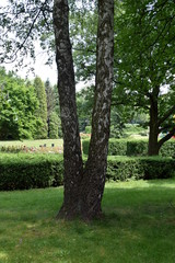 double birch trunk in the park