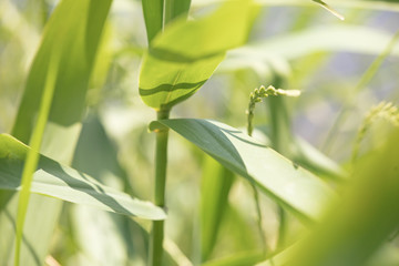日本　川の風景　多摩川