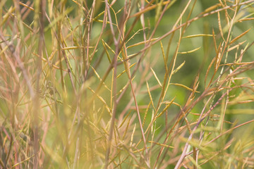 日本　川の風景　多摩川