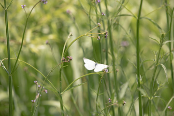 日本　川の風景　多摩川