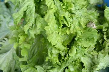 Salad at marketplace. Fresh green salad .