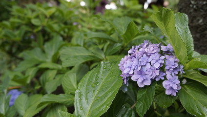 紫陽花