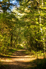 Forest in sunny spring light