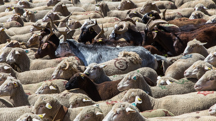 Transhumance, herding in the mountain pastures