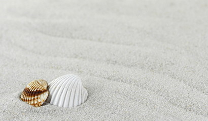 Fototapeta na wymiar shell on the beach as background. Sand Texture. Light gray sand. Background from fine sand. 