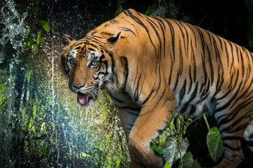 Portrait of tiger.