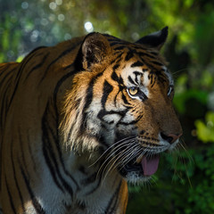 Portrait of tiger.