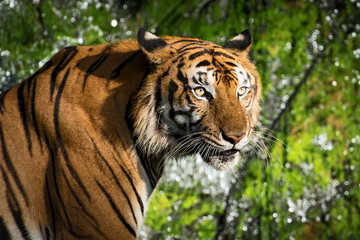 Portrait of tiger.
