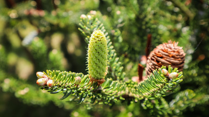 Fototapeta premium A branch of Korean fir with young cone in spring garden