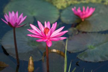 Beautiful pink lotus.
